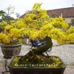Cây biếu Tết
