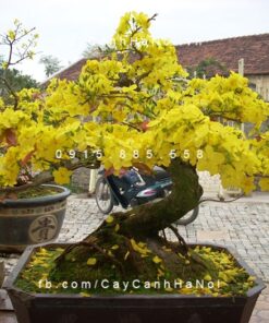Cây biếu Tết