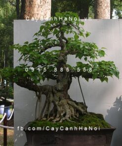 Cây bồ đề