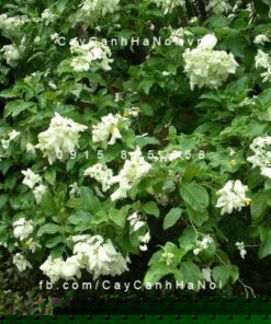 Cây bướm bạc