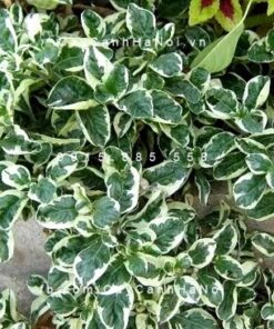 Cây Cẩm thạch giống mới