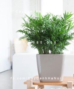 Cây cau tiểu trâm trồng nước, thủy canh