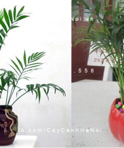 Cây cau tiểu trâm (trúc tâm)