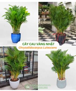 Cây cau vàng Nhật
