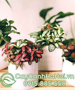 Cây Cẩm Nhung xanh cho người Tuổi Mão