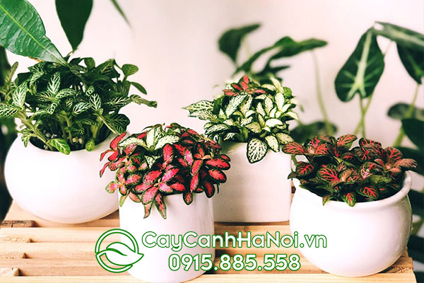 Cây Cẩm Nhung xanh cho người Tuổi Mão