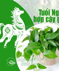 Cây cho người tuổi ngọ mang đến may mắn tài lộc