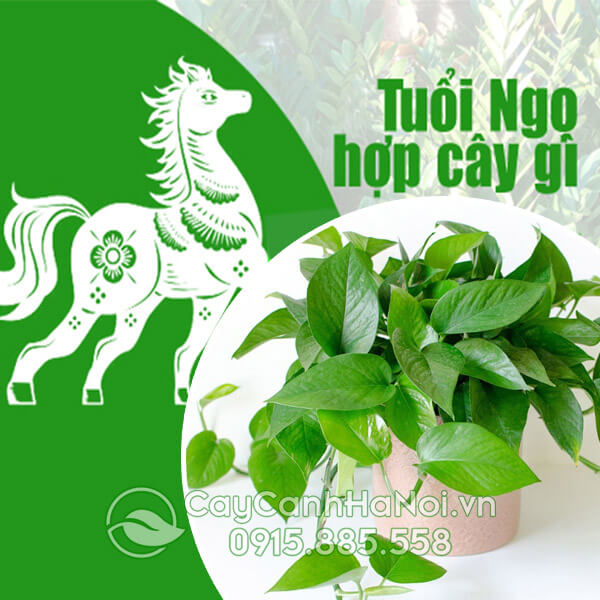 Cây cho người tuổi ngọ mang đến may mắn tài lộc