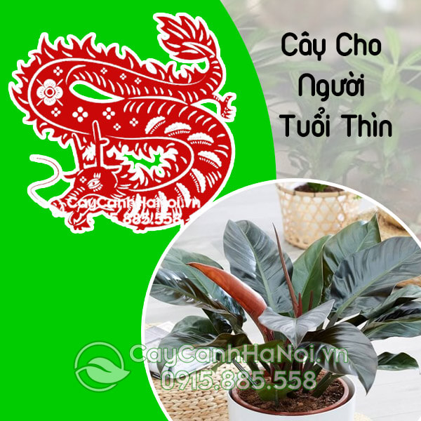 Cây cho người Tuổi Thìn