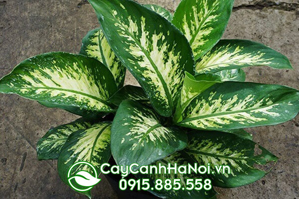 Cây cho người Tuổi Thìn cây vạn niên thanh