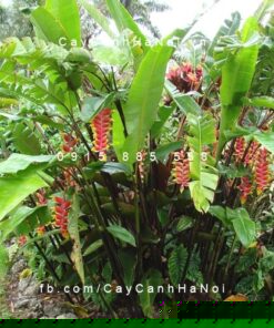 cây chuối hoa pháo