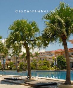 Cây cọ