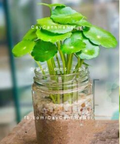Cây Cỏ Đồng Tiền trồng nước, thủy canh