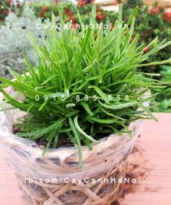 Cây Cỏ Mây