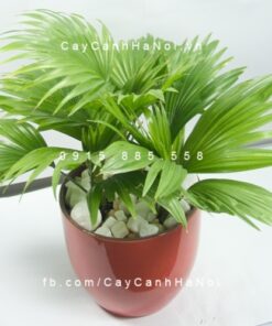 Cây cọ nhật trồng nước, thủy canh