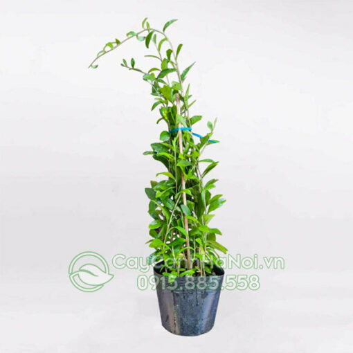 Cây cúc tần Ấn Độ dạng bụi