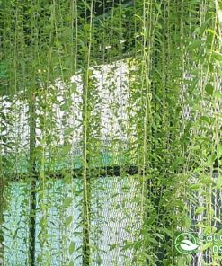 Cách chăm cúc tần ấn độ