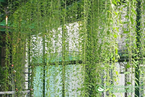 Cách chăm cúc tần ấn độ