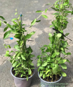 Chậu cây cúc tần ấn độ