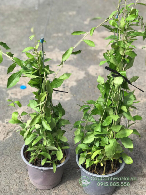 Chậu cây cúc tần ấn độ