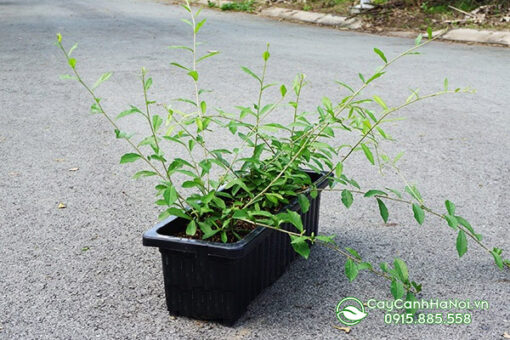 Trồng cúc tần ấn độ trồng chậu