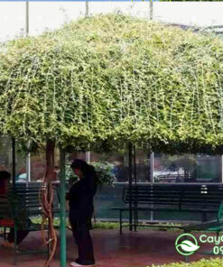 Cách trồng cúc tần ấn độ trên mái nhà