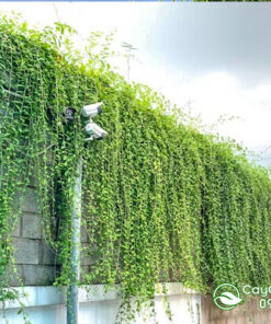 Hướng dẫn trồng cúc tần ấn độ