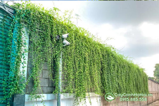 Hướng dẫn trồng cúc tần ấn độ