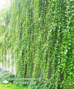 Cúc tần ấn độ trồng chậu