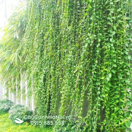 Cúc tần ấn độ trồng chậu