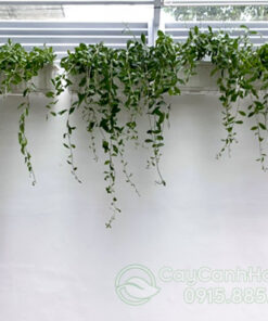 Kỹ thuật trồng cúc tần ấn độ