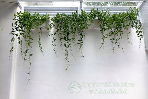 Kỹ thuật trồng cúc tần ấn độ