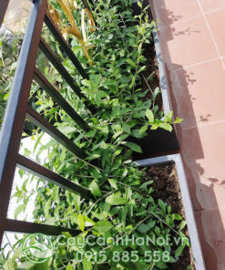 Trồng cúc tần ấn độ trong chậu