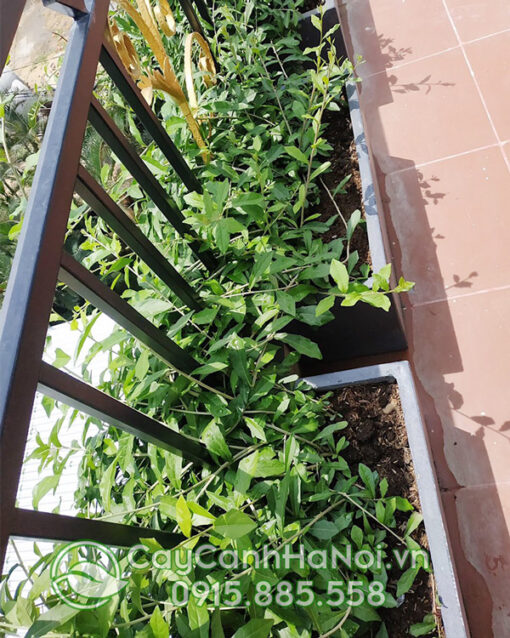 Trồng cúc tần ấn độ trong chậu