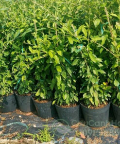 Địa chỉ bán cúc tần ấn độ giá rẻ tại Hà Nội