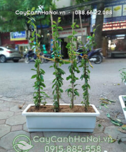 Cúc tần ấn độ trồng chậu nhựa chữ nhật