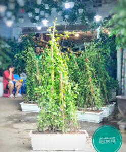 Cúc tần ấn độ trồng chậu nhưa chữ nhật trang trí ban công