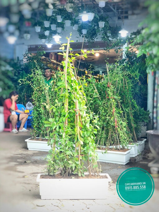 Cúc tần ấn độ trồng chậu nhưa chữ nhật trang trí ban công