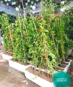 Cúc tần ấn độ trồng chậu nhựa chữ nhật trồng sân thượng