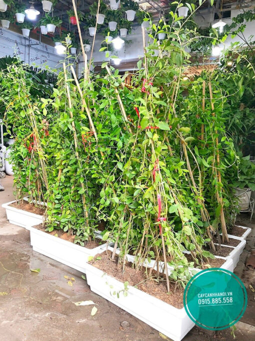 Cúc tần ấn độ trồng chậu nhựa chữ nhật trồng sân thượng