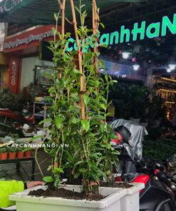 Cúc tần ấn độ trồng chậu nhựa chữ nhật trồng đúng kỹ thuật
