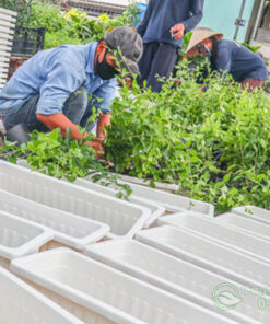 Chậu trồng cúc tần ấn độ