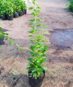 Cây leo cúc tần ấn độ