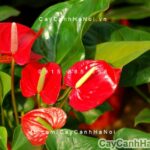 Hoa đại hồng môn