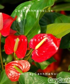 Hoa đại hồng môn