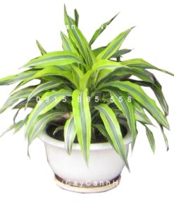 Cây đại tứ lan trồng nước, thủy canh