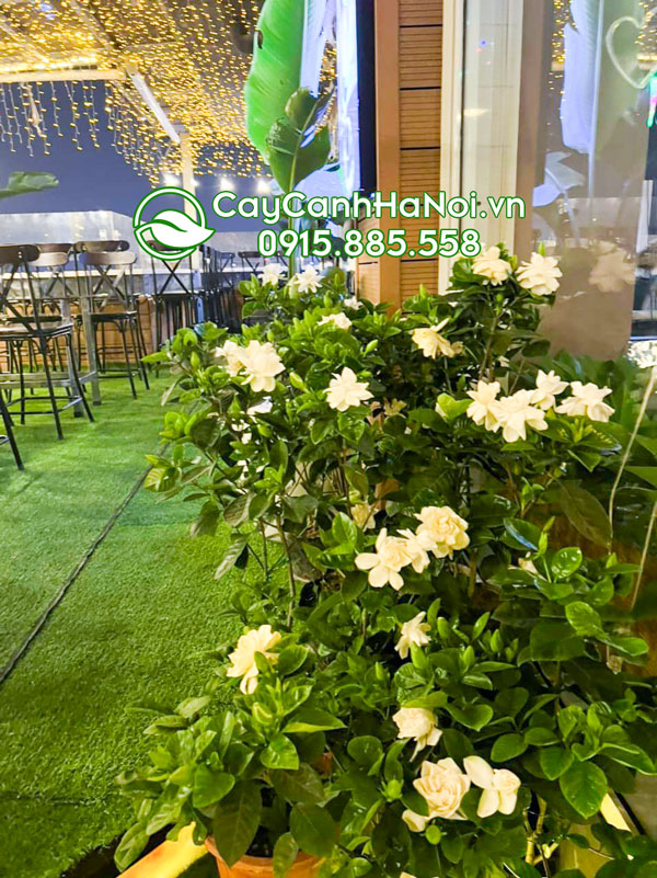 Cây hoa dành dành trồng trang trí quán cà phê