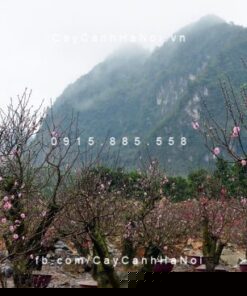 cây đào rừng đẹp