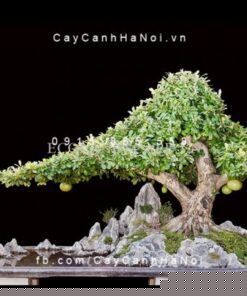 dáng đào bonsai