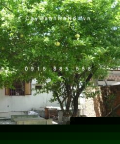 cây đào tiên ngoại thất